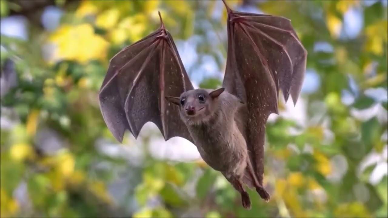 Nəhəng yarasa insanları heyrətə saldı - FOTO