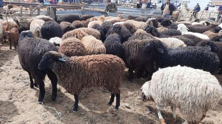 Azərbaycanda ətin qiyməti BAHALAŞACAQ