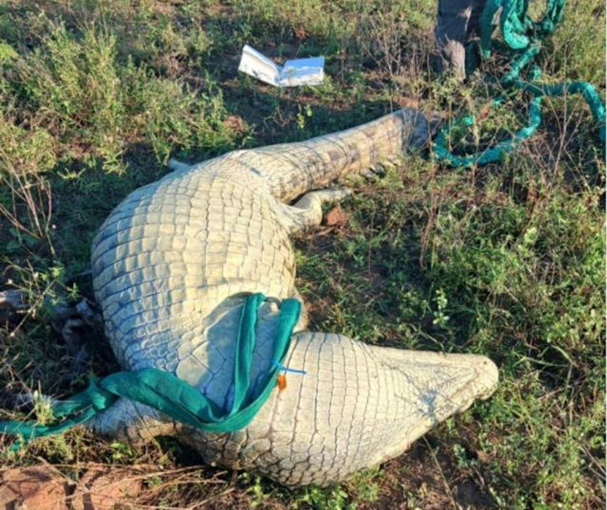 İtkin düşmüş iş adamını timsahın mədəsində tapıldı