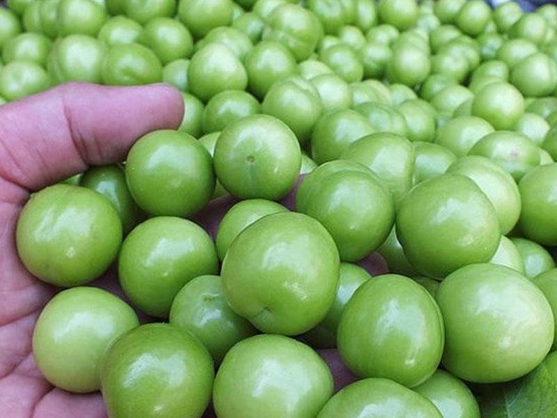 Alçanın orqanizmə hansı faydaları var? - Mütəxəssis CAVABI