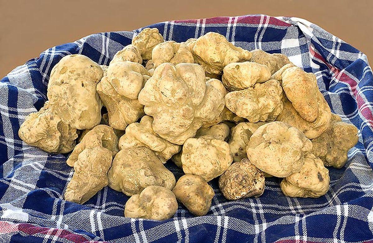 Süni şəkildə istehsal oluna bilməz