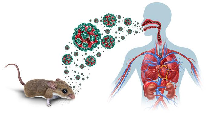 Yeni virus Azərbaycanda da yayıla bilərmi? - Həkim RƏYİ