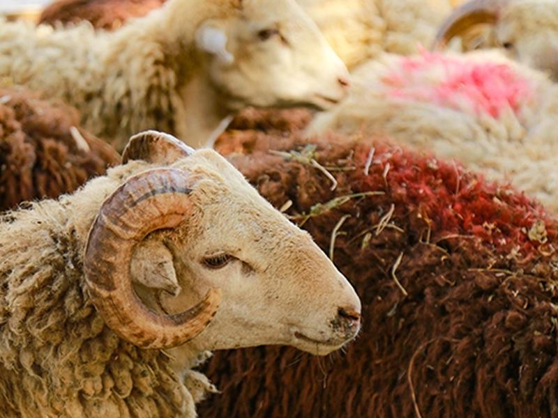 Ölkə üzrə qurbanlıq məntəqələr müəyyənləşdi - TAM SİYAHI