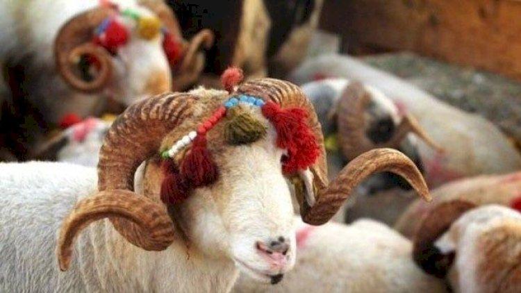 Qurbanlıq heyvanların qiyməti AÇIQLANDI
