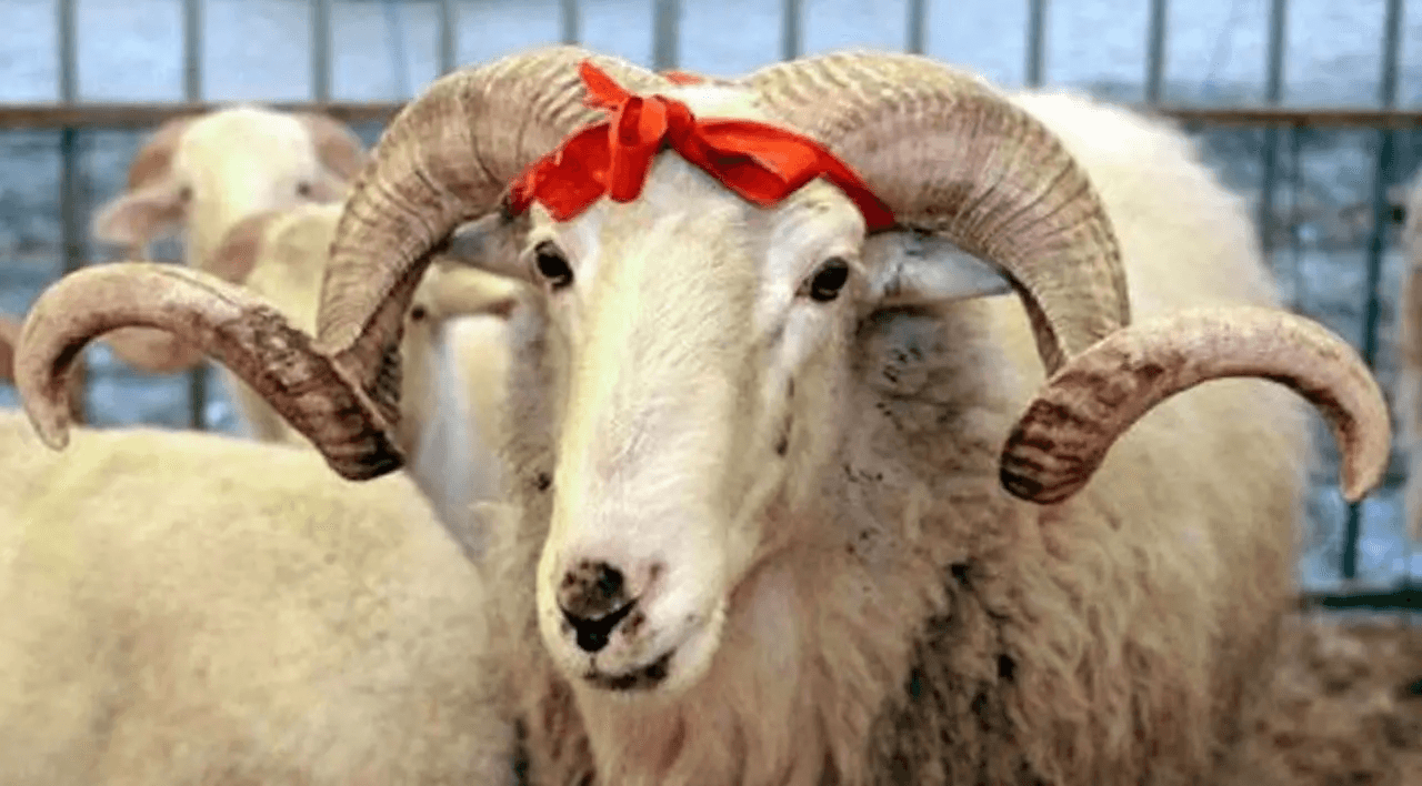 Qurban kəsimi rəsmən qadağan edildi - Bu ölkədə
