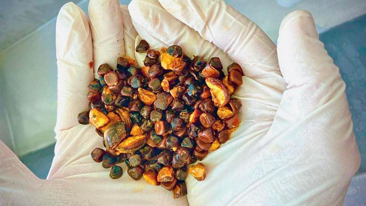 İnəklərdən alınan öd daşları qızıldan bahalaşır