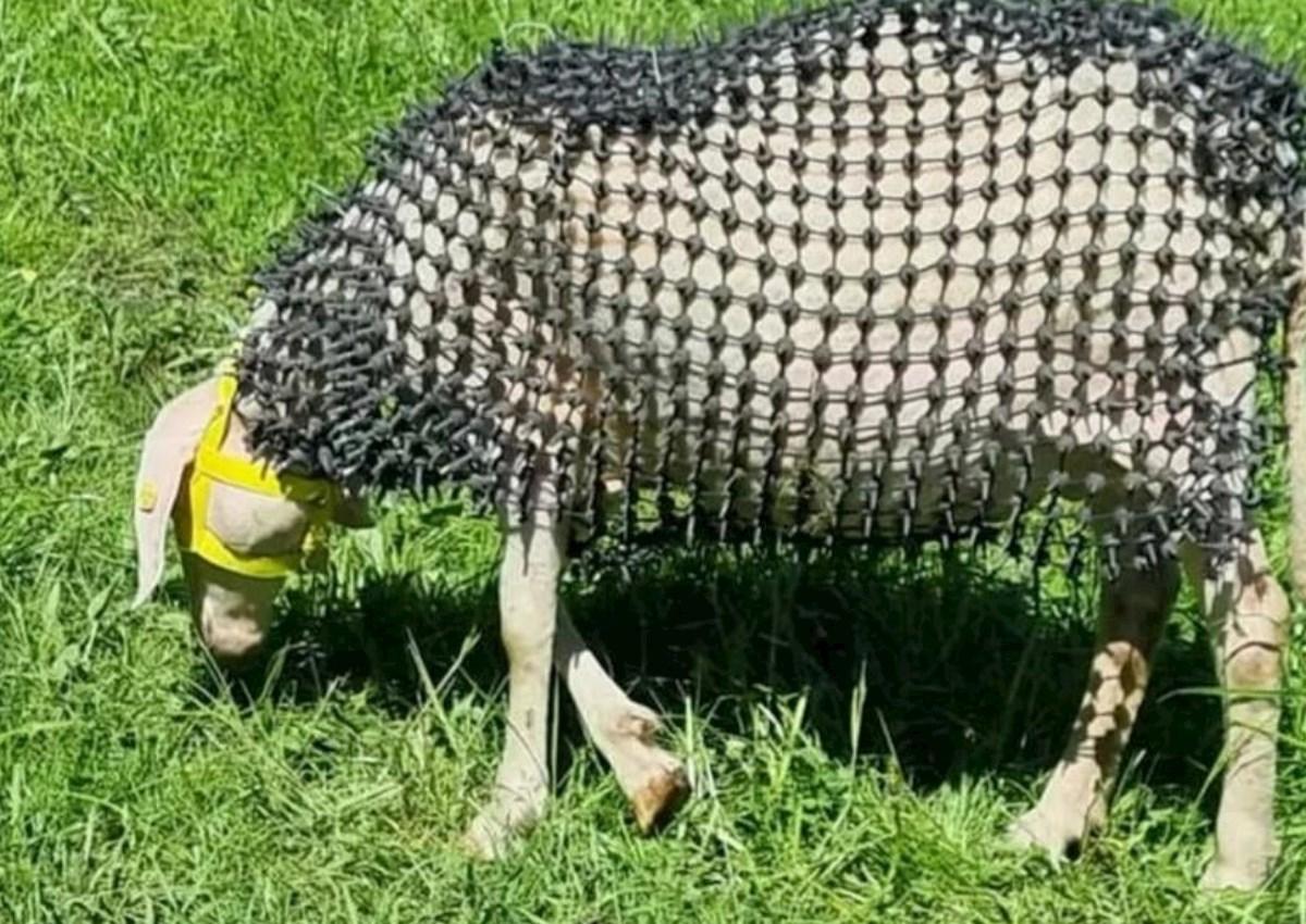 Qoyunları canavarlardan qoruyan kostyum hazırladılar