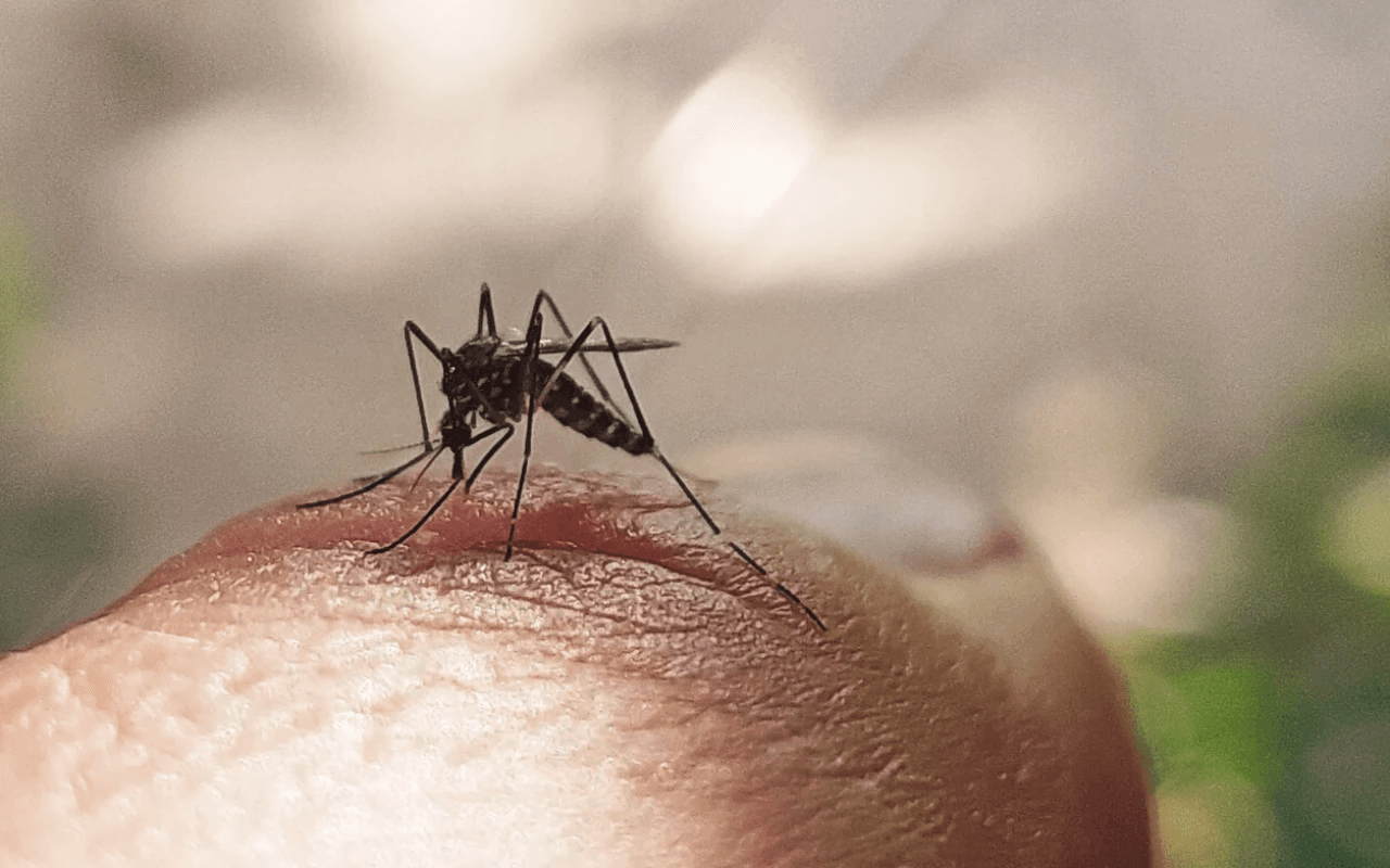Gürcüstanda təhlükəli virus aşkarlandı