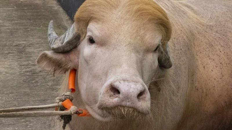 Qurbanlıqdan ulduzluğa: "Donald Tramp" zooparkın fenomeni oldu