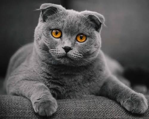 Pişik saxlayanların diqqətinə: Risk iki dəfə çoxdur