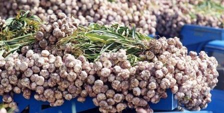 Səhər acqarına sarımsaq udmaq nəyə xeyirdir?