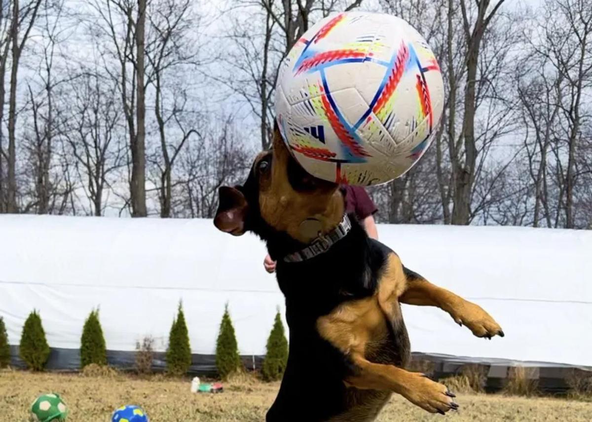 Ronaldonun adı qoyulmuş futbolçu it bütün dünyada şöhrət qazandı