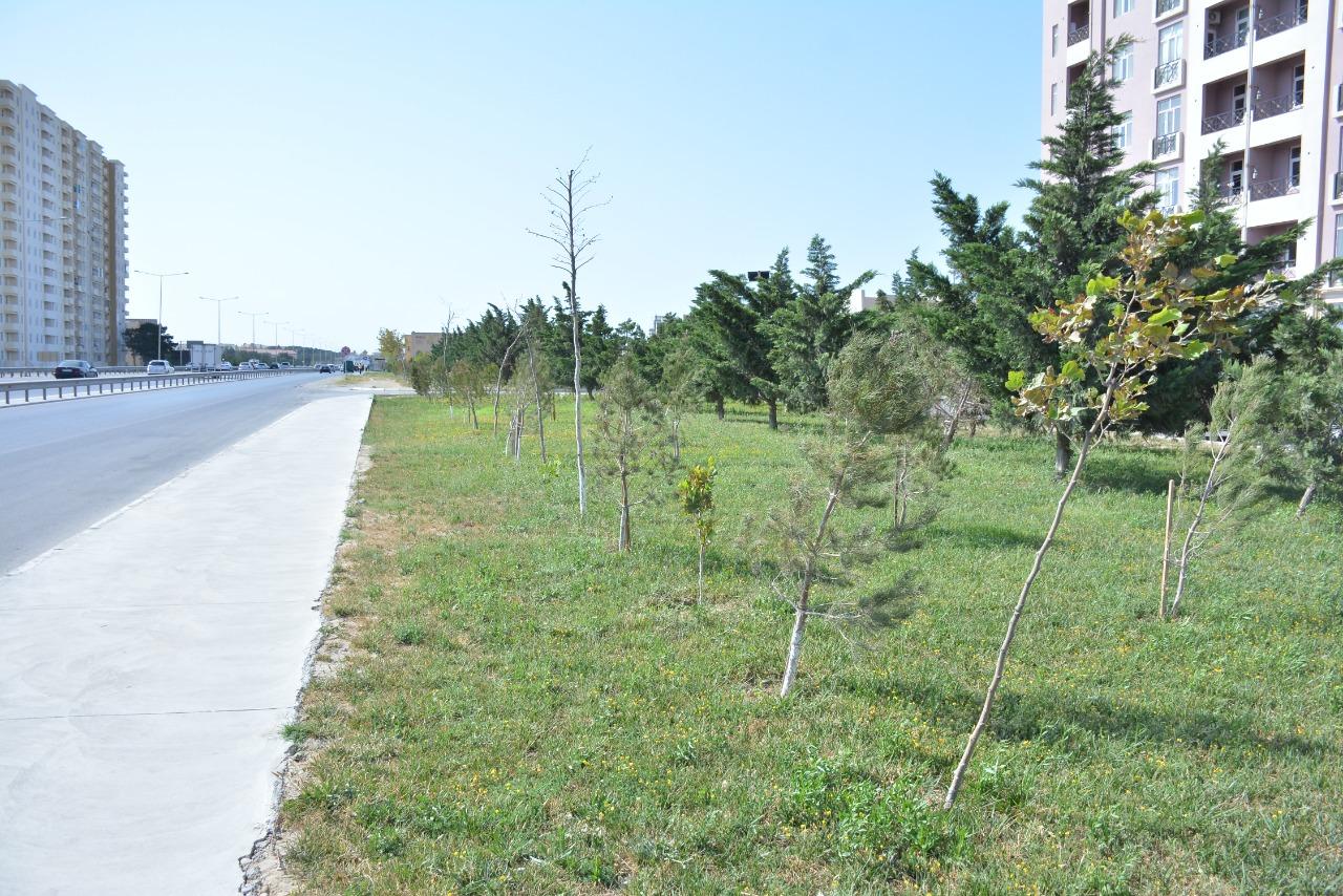 Gallery image 10