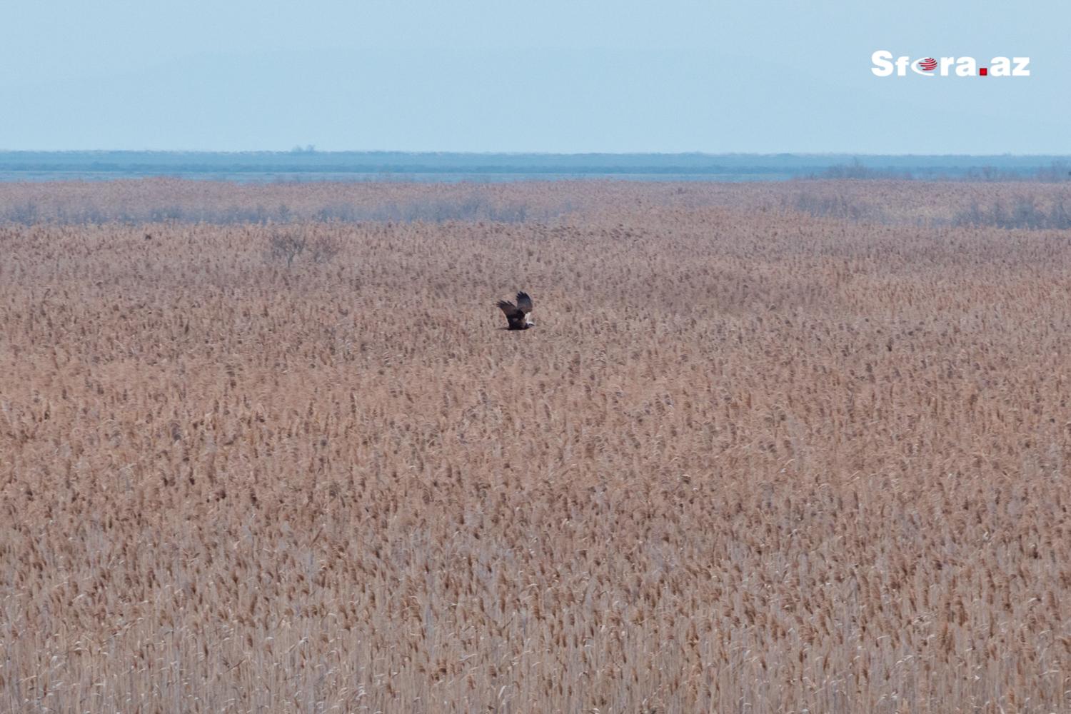 Gallery image 26