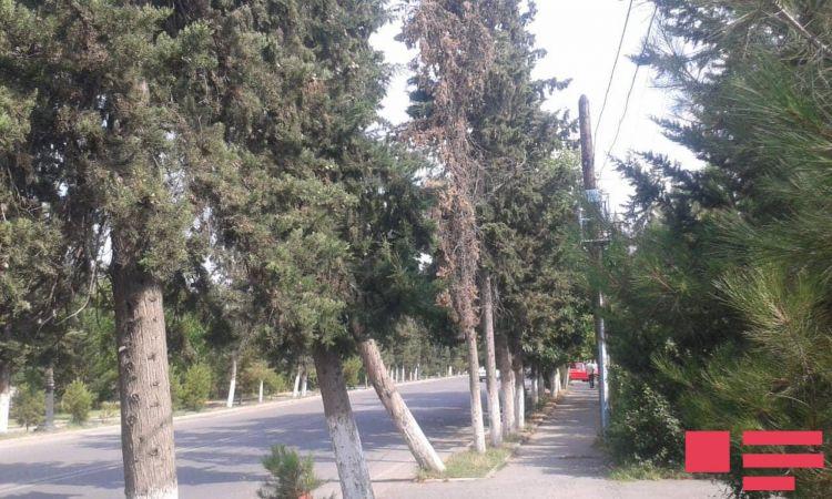 Paytaxtda bir çox ağac qəsdən qurudulur Paytaxtda bir çox ağac qəsdən qurudulur