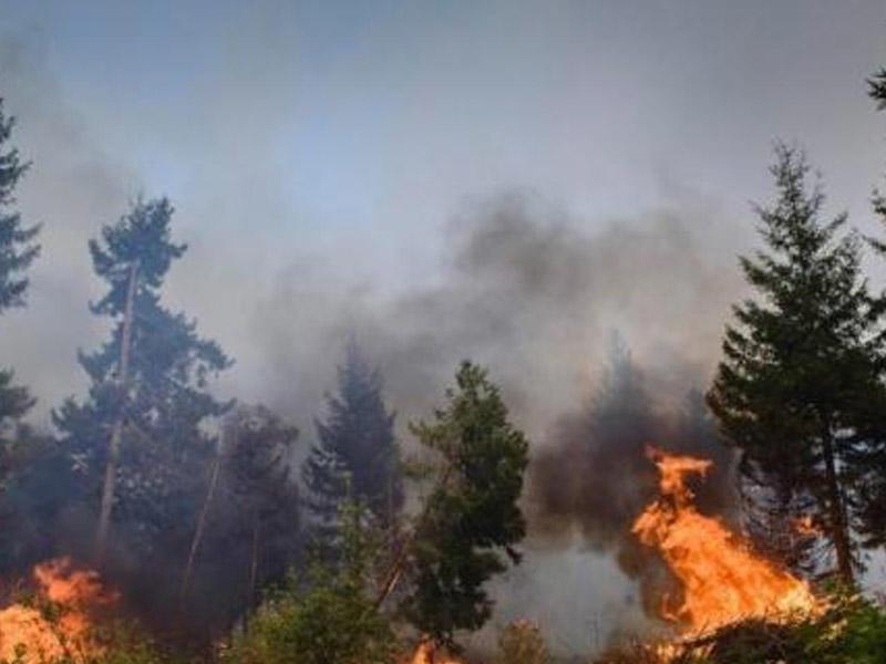 Avstraliyada baş verən yanğın nəticəsində iki nəfər ölüb Avstraliyada baş verən yanğın nəticəsində iki nəfər ölüb