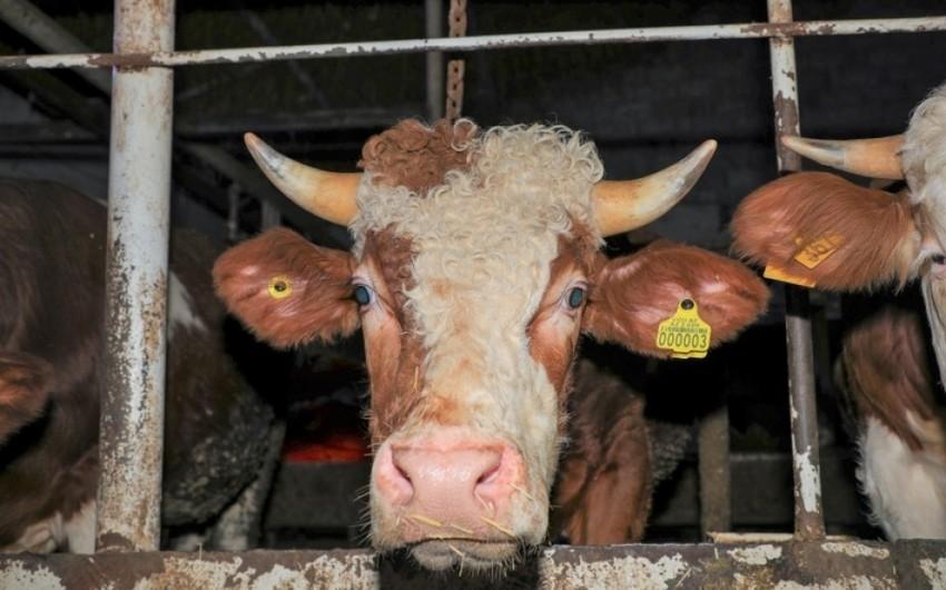 İribuynuzlu heyvan Astara sakinini vuraraq öldürdü - FOTO İribuynuzlu heyvan Astara sakinini vuraraq öldürdü - FOTO