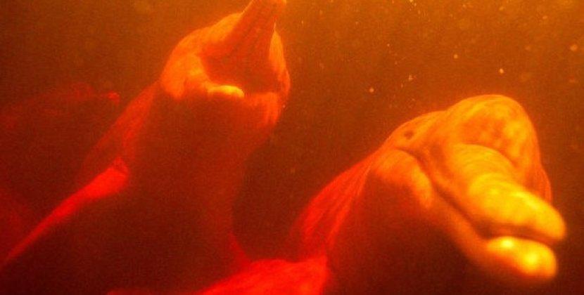 Dəhşətli istilər səbəbindən 150 çəhrayı delfin “diri-diri qaynayıb”