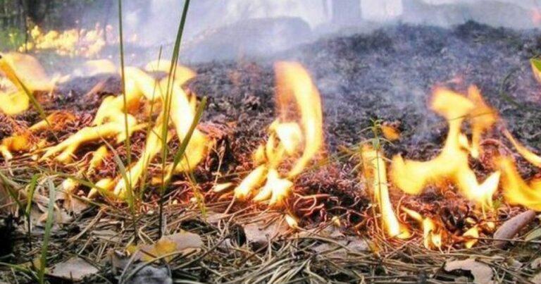 Bakıda qamışlıq sahədə YANĞIN