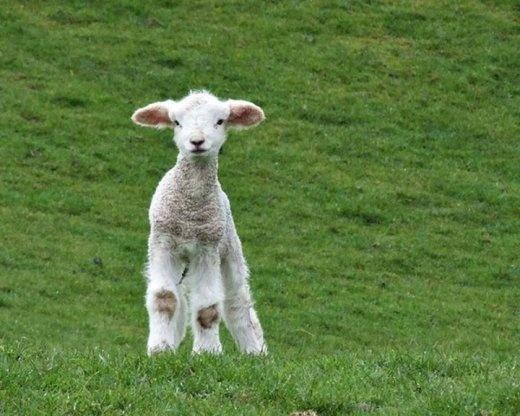 Azərbaycanda quzu əti BAHALAŞDI - YENİ QİYMƏT Azərbaycanda quzu əti BAHALAŞDI - YENİ QİYMƏT