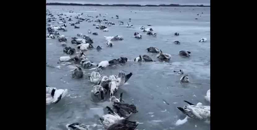 Çin son 60 ildə rekord şaxtalarla mübarizə aparır