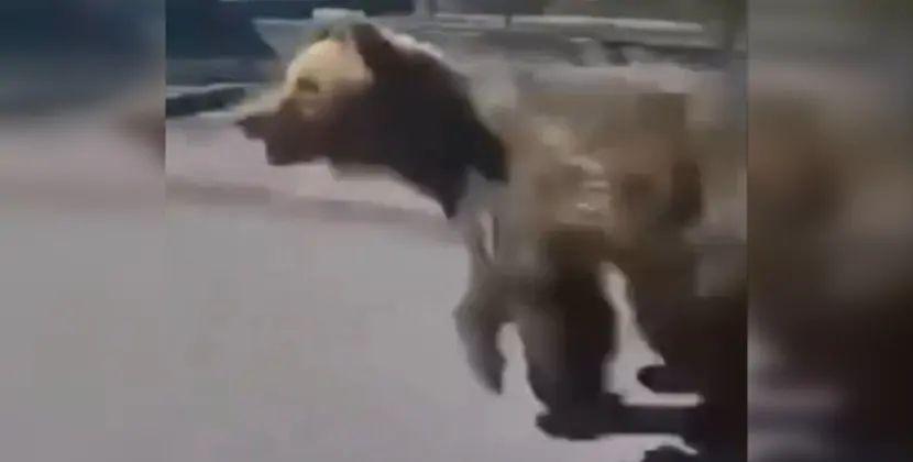 Bir həftə ərzində ikinci ayı hücumu - Yırtıcı yoldan keçənlərə hücum etdi