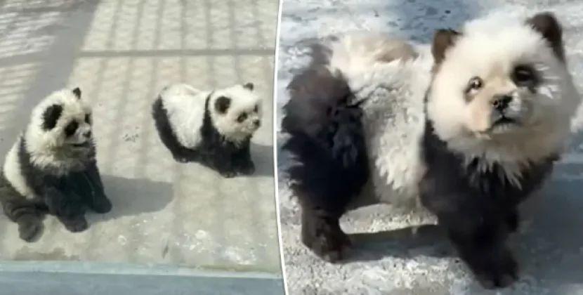 Əslində it olduğu ortaya çıxan pandalarla bağlı qalmaqal yarandı - FOTO