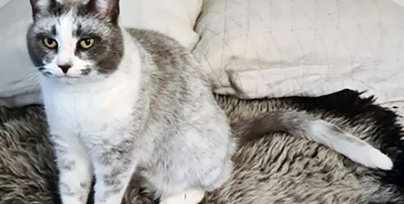 Finlandiyada yeni pişik növü yaranıb - FOTO