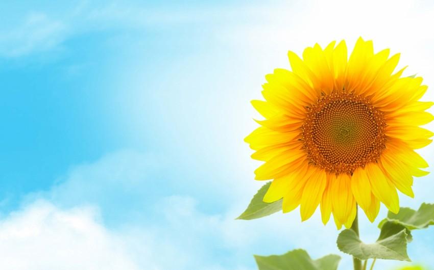 Son günlər temperatur iqlim normasından 6 dərəcə yuxarı OLDU