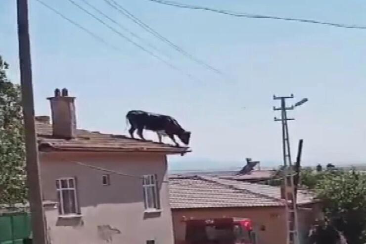 Qəssabdan qaçan dana dama çıxdı - FOTO