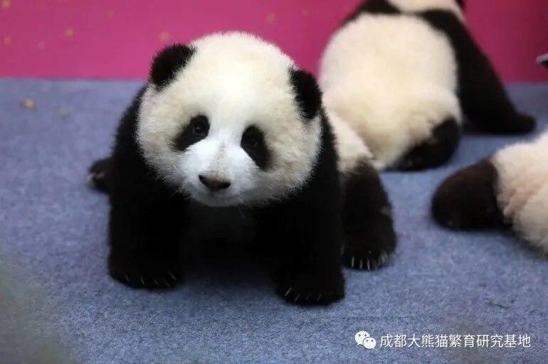 12 turistə panda mərkəzinə ömürlük qadağa QOYULDU