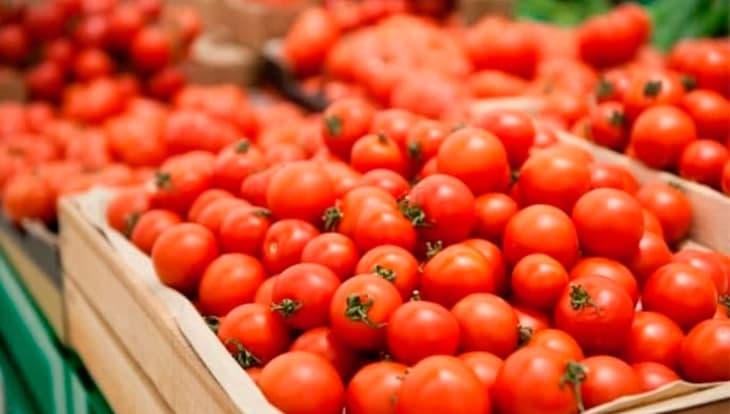 Pomidorun qiyməti nə vaxt düşəcək? Pomidorun qiyməti nə vaxt düşəcək?