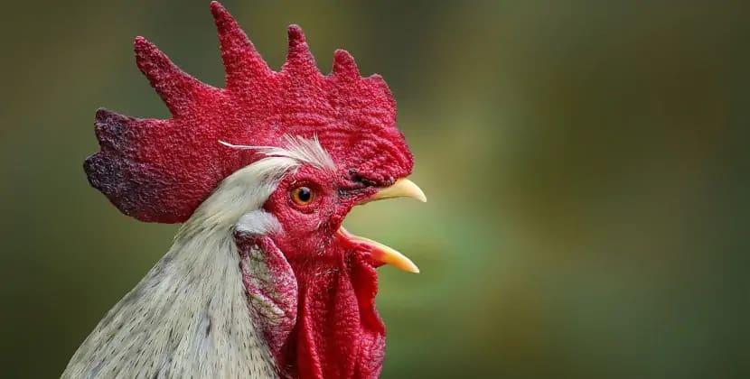 Xoruza görə qonşularını məhkəməyə verdi