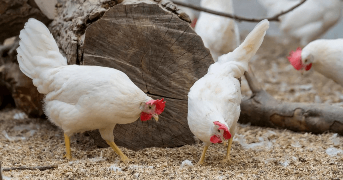 Yeni il ərəfəsində quş əti məhsulları nə üçün bahalaşır? Yeni il ərəfəsində quş əti məhsulları nə üçün bahalaşır?