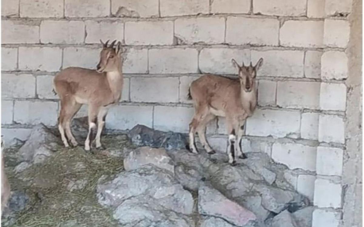 Naxçıvanda ovçu fermasında dağ keçiləri aşkarlandı