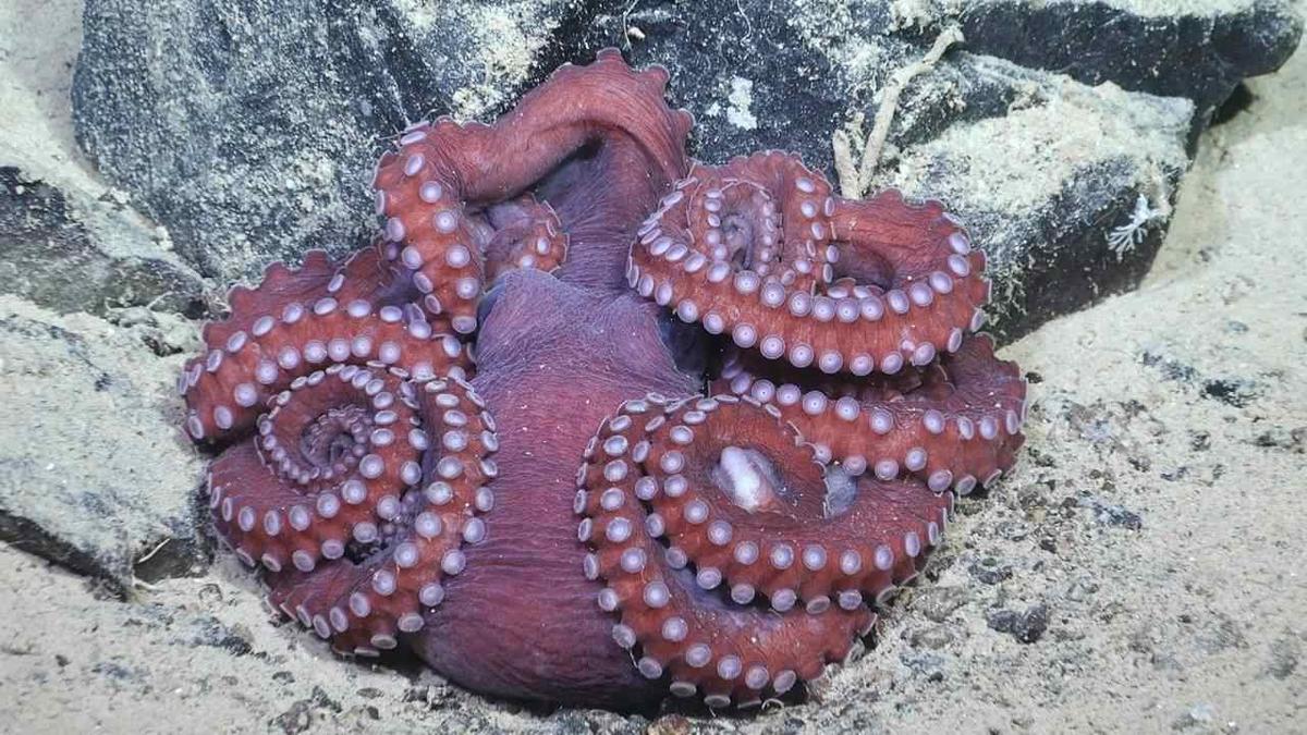 Antarktidada yeni dəniz canlıları aşkarlanıb - Adlar