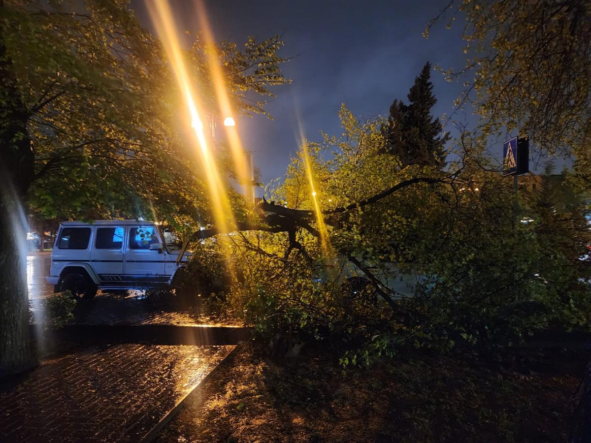 Hava şəraitinin daha bir fəsadı: Ağac avtomobilin üzərinə aşdı - FOTO