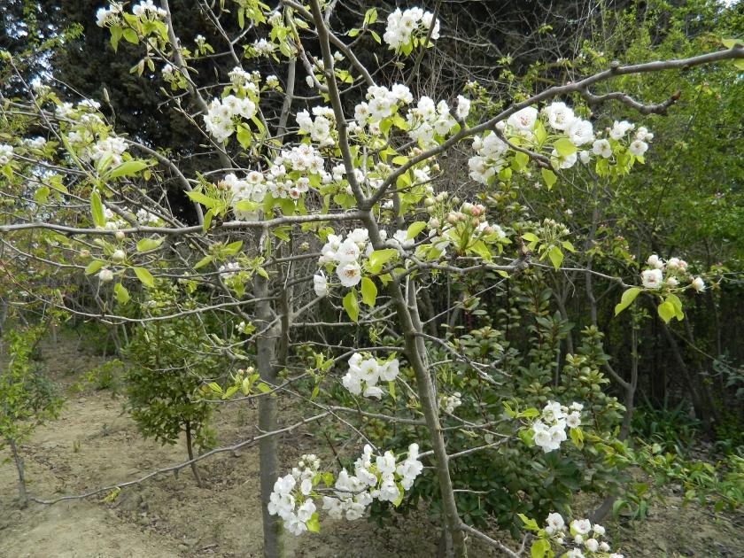 Kənd təsərrüfatı malları bahalaşacaq? - "Hava şəraiti məhsuldarlığı azaldır"