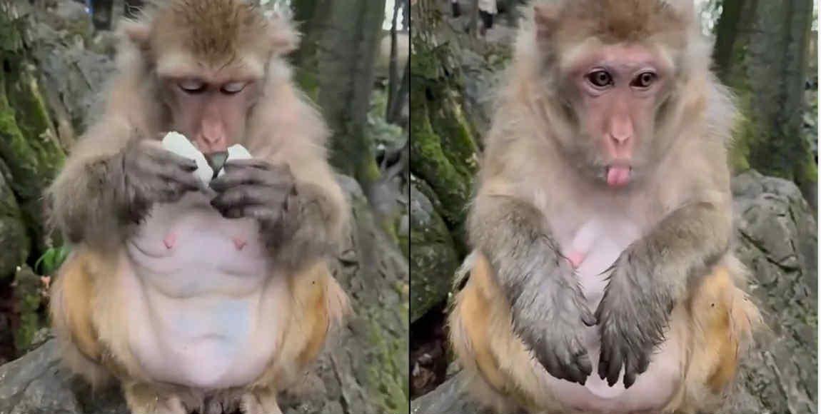 Çin şirniyyatını bəyənməyən meymunun reaksiyası viral oldu - VİDEO