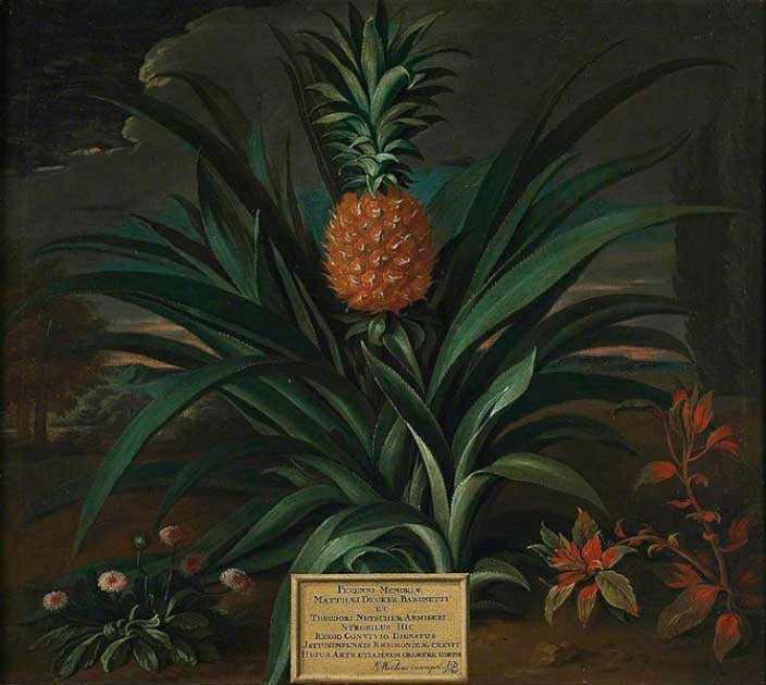 Ananas bir vaxtlar status və lüks simvolu sayılırdı