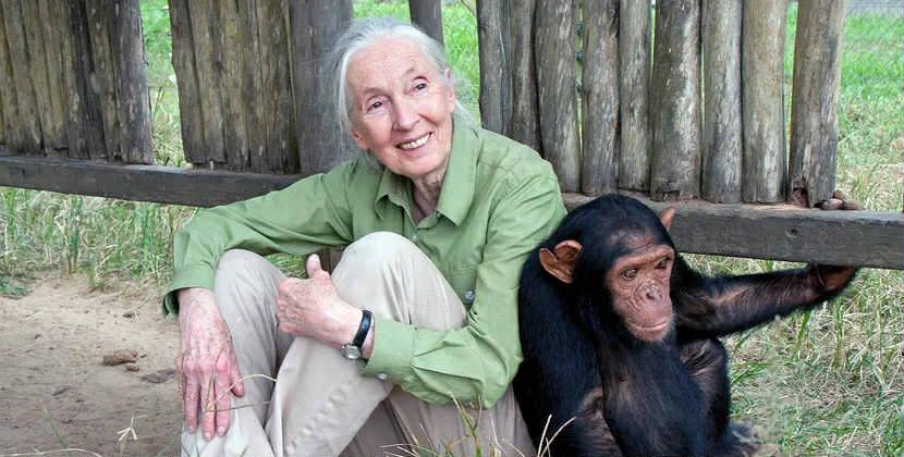 Şimpanzeləri tədqiq edən dünya şöhrətli primatoloq vəfat etdi