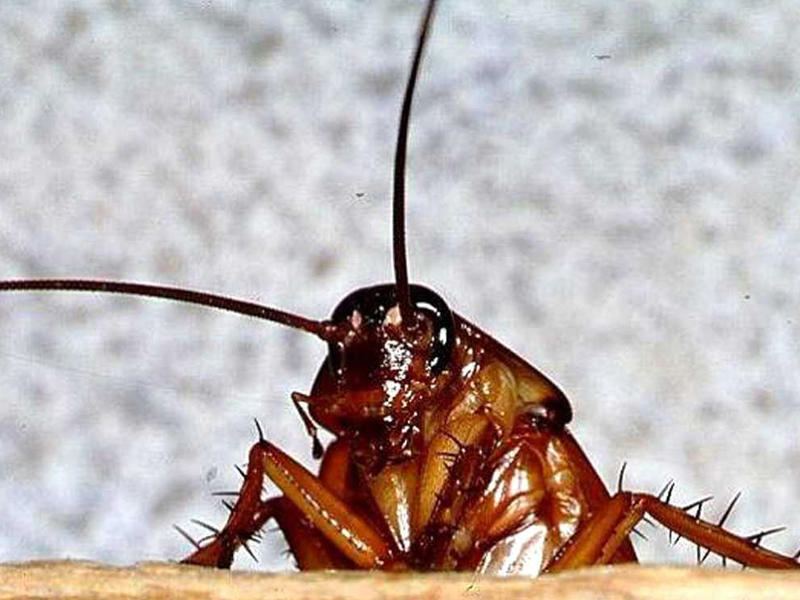 Evini tarakanlar basdı- 3 uşağını götürüb qaçır Evini tarakanlar basdı- 3 uşağını götürüb qaçır