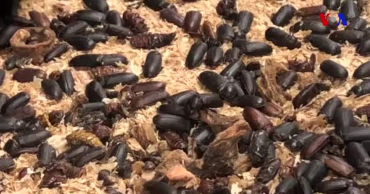 Bu biznes milyonlar qazandırır Bu biznes milyonlar qazandırır