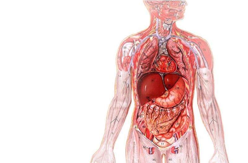 50 yaşdan sonra bu orqanda kritik dəyişiklik başlayır 50 yaşdan sonra bu orqanda kritik dəyişiklik başlayır