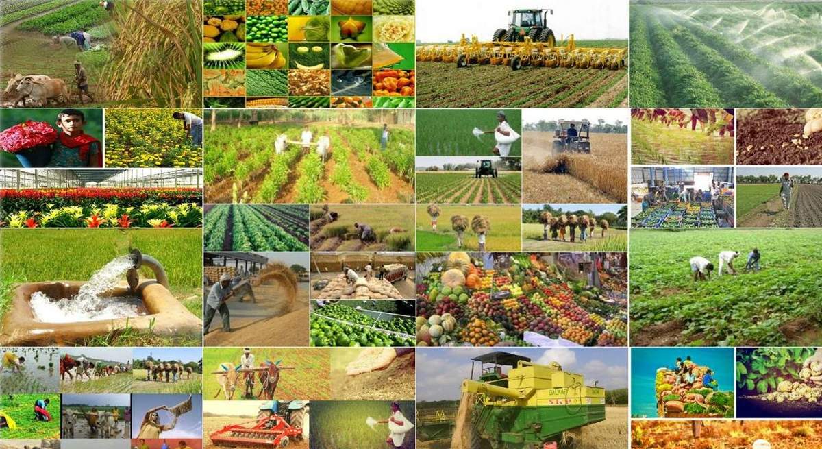 Tarlada 1 manat, marketdə 4 manat: Məhsulun qiyməti harada şişir? Tarlada 1 manat, marketdə 4 manat: Məhsulun qiyməti harada şişir?