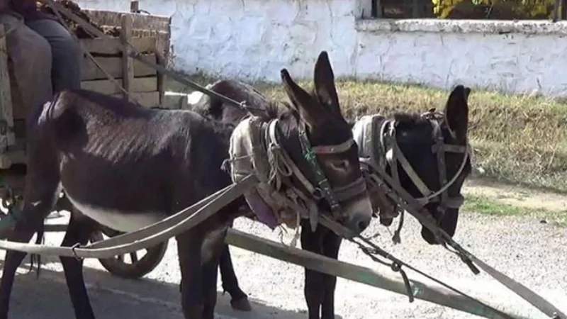 Ağdamda avtomobil eşşək arabası ilə toqquşdu - Xəsarət alanlar var Ağdamda avtomobil eşşək arabası ilə toqquşdu - Xəsarət alanlar var