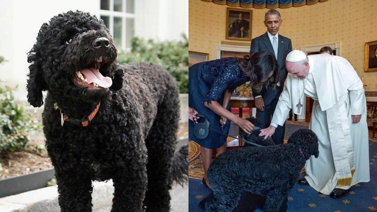 Obama ailəsinin iti Sunny həyatını itirdi Obama ailəsinin iti Sunny həyatını itirdi