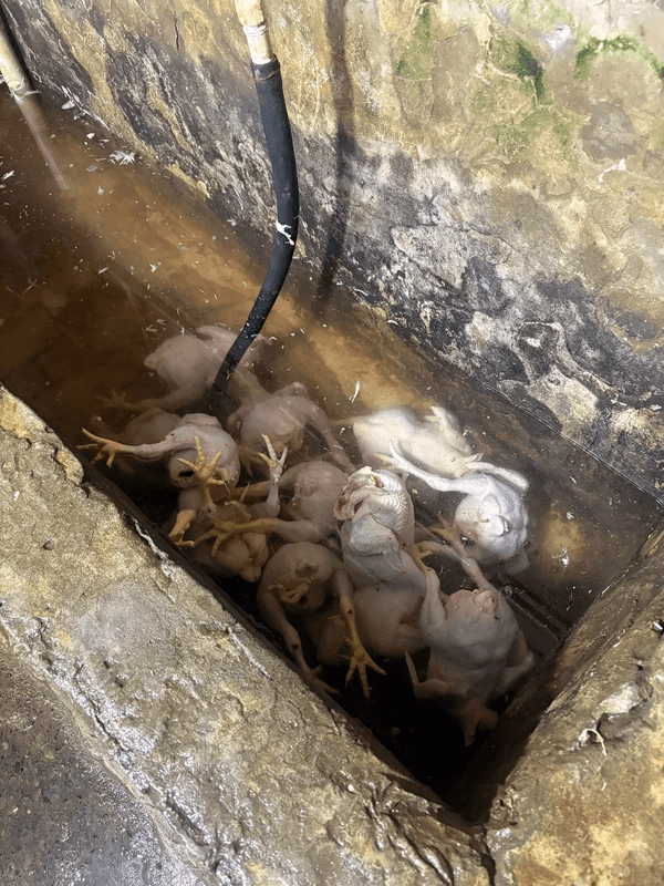 Masallıda toyuq kəsimi sahələrində nöqsanlar aşkarlanıb Masallıda toyuq kəsimi sahələrində nöqsanlar aşkarlanıb