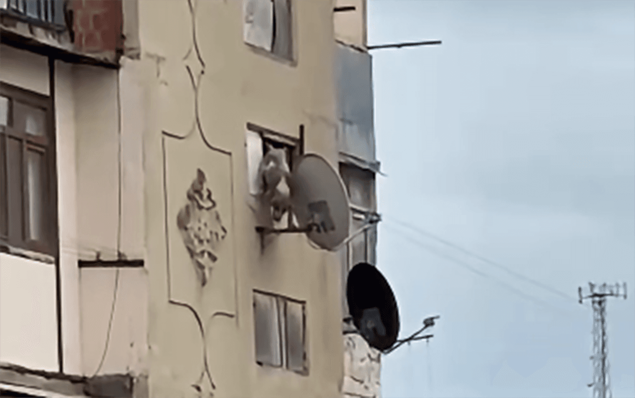 Bakıda iti pəncərədən atan şəxsə - 25 sutka verildi