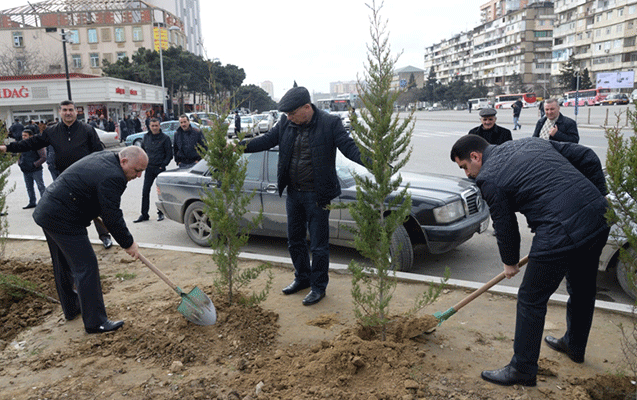 Nəsimidə ağacəkmə aksiyası keçirilib - Fotolar Nəsimidə ağacəkmə aksiyası keçirilib - Fotolar